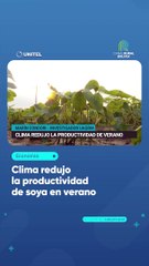 Clima redujo la productividad de soya en verano