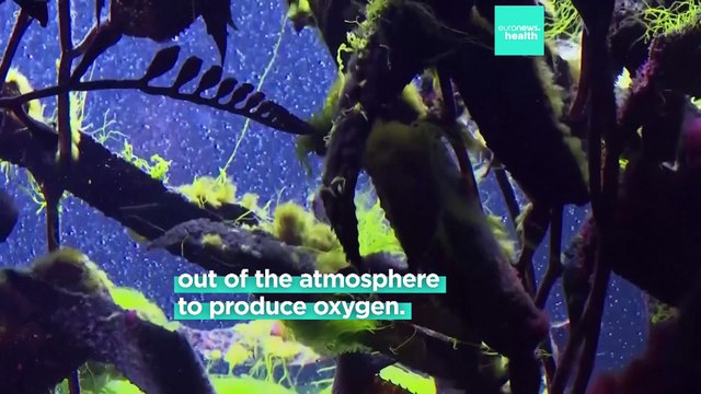 This German start-up makes biodegradable tampons from seaweed that don’t need an applicator