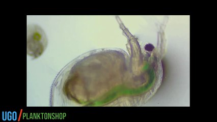 3 Jenis zooplankton air tawar