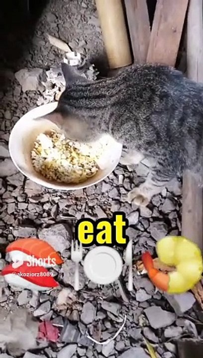My pet