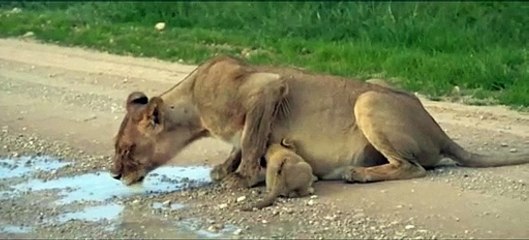 Adorable Moment A Lioness And Her Cute Cub Quenching Their Thirst