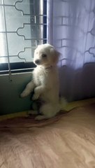 koa my cute dog