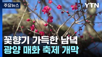 꽃향기 가득한 남녘...화엄사 홍매화 천연기념물 지정 / YTN