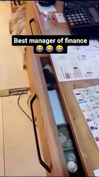 Funny cat videos   I sincerely hope you enjoy it, follow @funnyanimal2211 if you wanna laugh every day   #...#animals #funnydogvideos #funnycatvideos #animalvideos #funnyanimalvideos #funnyafricanvideos #funnyanimal #videosfunny #f