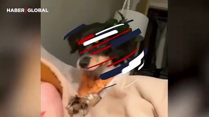 Sahibine trip atan köpeğin halleri kahkahaya boğdu