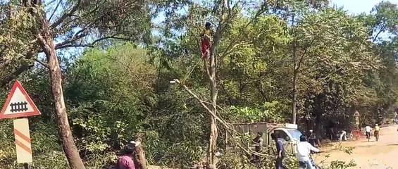 बिना इजाजत हरे पेड़ काटे, जड़ तक उखाड़ ली - देखें वीडियो