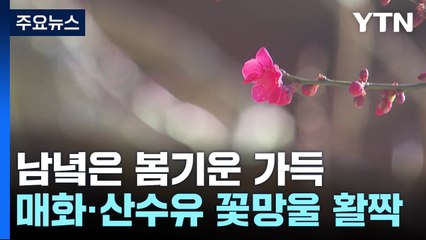 매화·산수유 활짝...남녘은 봄기운 가득 / YTN