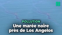 Une marée noire encore inexpliquée sur les côtes de Los Angeles
