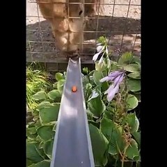 Funniest Animals  - Best Of The 2024 Funny Animal Videos  - Cutest Animals Ever