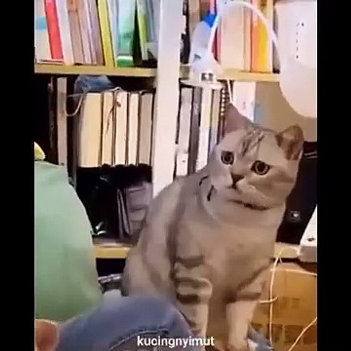 Funniest Animals Ever! 🐾😂 | Animal Comedy Kingdom