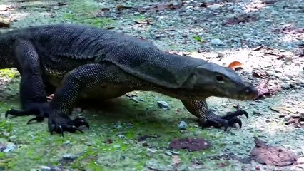 ヘビが間違った相手に手を出した瞬間