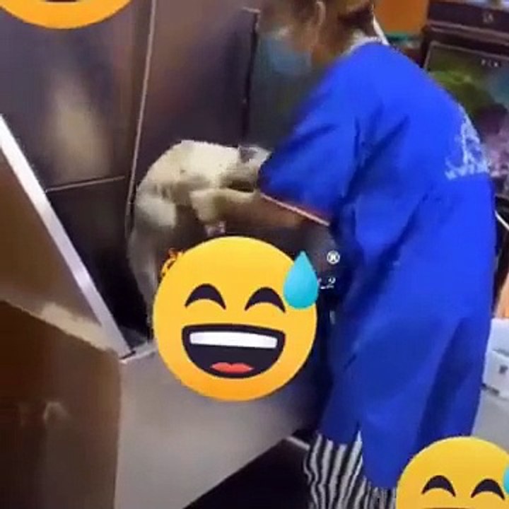 Funniest Animals  - Best Of The 2026 Funny Animal Videos  - Cutest Animals Ever