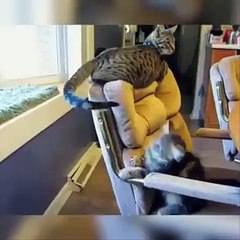 Funniest Cats  - Don't try to hold back Laughter  - Funny Cats Life