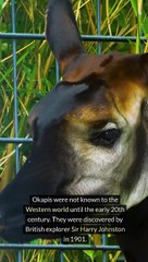 Facts About Okapi