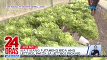 Iba't ibang putaheng bida ang lettuce, patok sa lettuce picking | 24 Oras Weekend