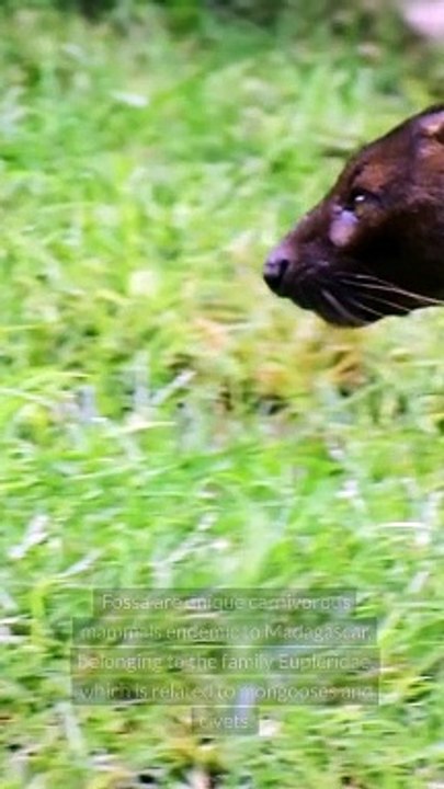 Facts About Fossa