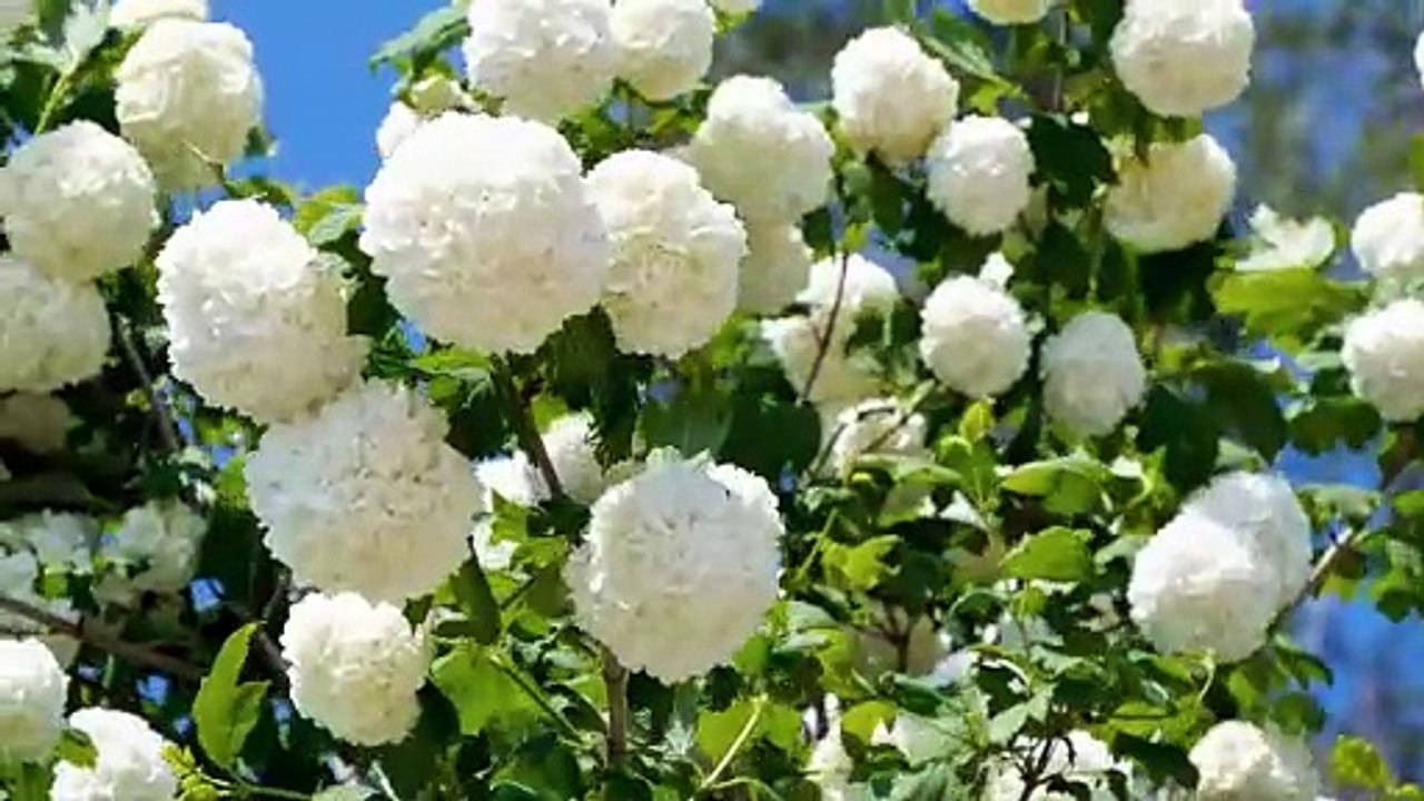 beautiful flower