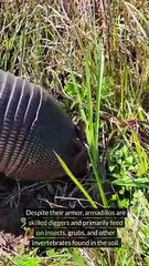 Facts About Armadillo