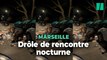 À Marseille, les sangliers ne cessent de s’aventurer en ville