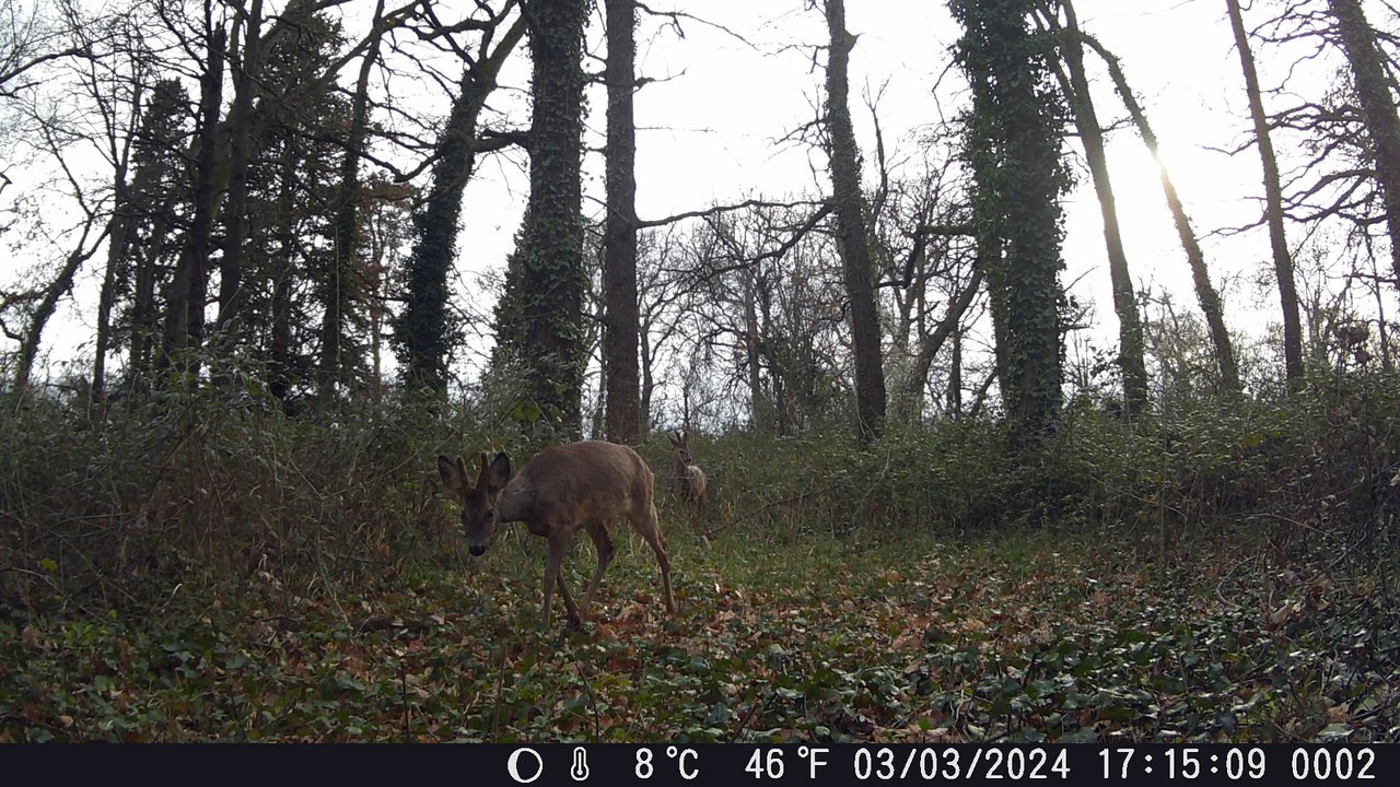 Deux  Chevreuils mâle .