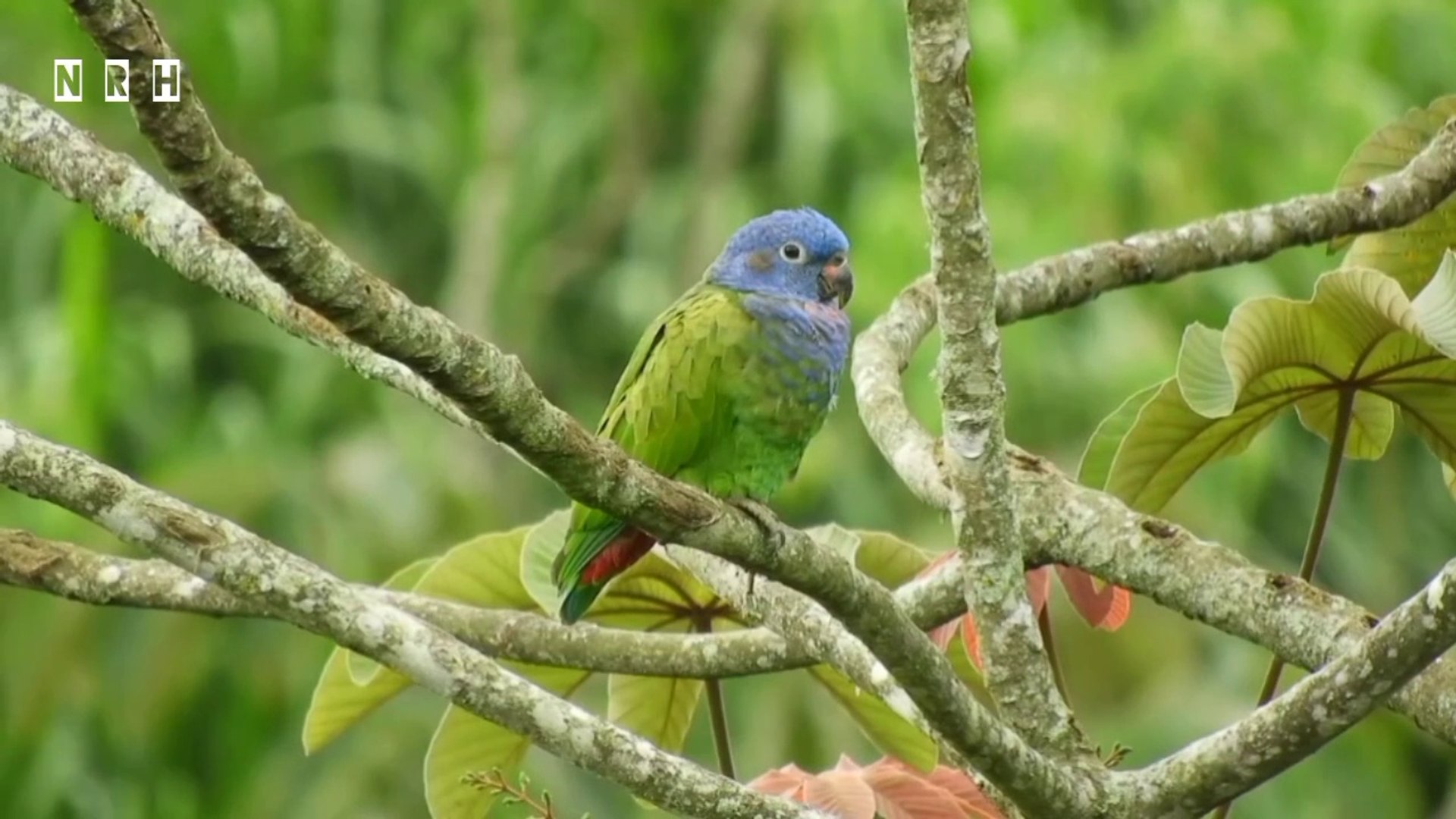 ⁣Natural sound relaxation film