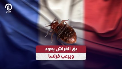 بق الفراش يعود ويرعب فرنسا