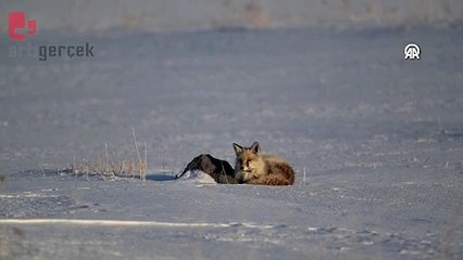 İlkbaharda beyaza bürünen Kars'ta tilkilerin yiyecek arayışı görüntülendi