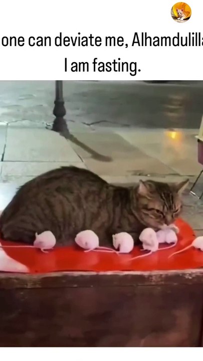 when cat is on fast| cat with mouse