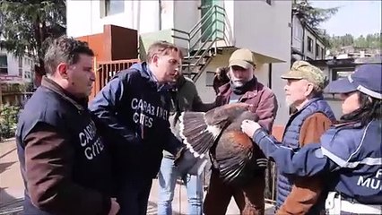 Grassina, la cattura della poiana