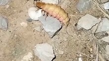 الدودة المضيئة Fireflies - Lightning bugs