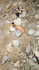 الدودة المضيئة Fireflies - Lightning bugs