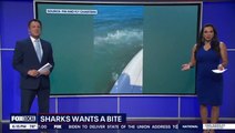 Watch: Swarm of 7.5ft sharks bite each other as they launch feeding frenzy around boat