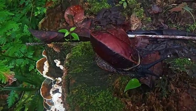 alam yang indah di pulau Kalimantan Barat