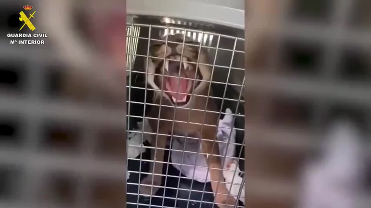 Este lince africano de espectaculares dientes se escapa de una casa de Marbella