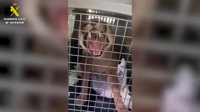 Este lince africano de espectaculares dientes se escapa de una casa de Marbella
