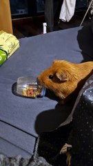 Guinea Pig Scatters Treats