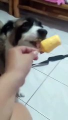 dog vs ice drop