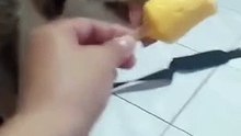 dog vs ice drop