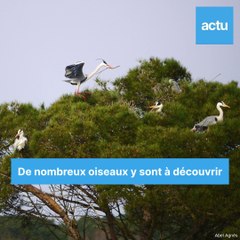 Randonnée sur la boucle de Certes, en Gironde