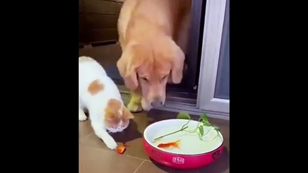 Funniest Cats  - Don't try to hold back Laughte...