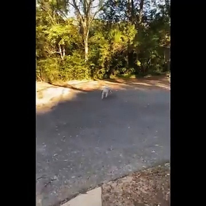 Funniest Animals  - Best Of The 2026 Funny Animal Videos  - Cutest Animals Ever