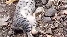 my cat