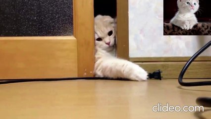 Funny Cat video hhhh