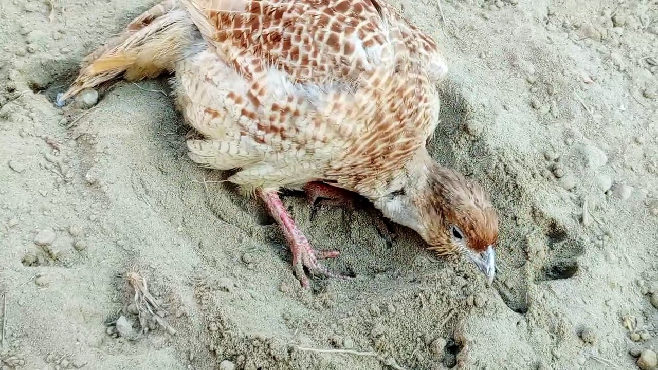 Pk teetar playing