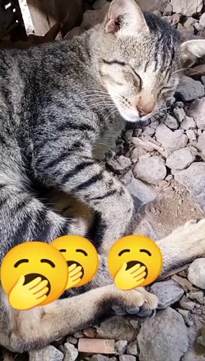 sleeping cat