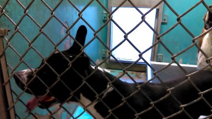 Old film❤️Charlie 1y Pet Id 838432 Adopted 6-4-2017 Mickey 2y Pet Id 835679 Adopted 4-23-2017 Teaching me how they can sit & lay down when asked the right way kennel 37 Humane Society of Southern Arizona❤️on 3-28-2017old