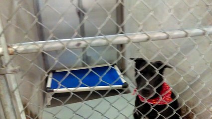 Old film❤️Shadow 9y A410794 Lab Retriever with Lots of Big Smiles kennel 224 Pima Animal Care Center❤️4000 N. Silverbell Tucson AZ 520-724-5900 on 3-2-2017adopted3-11-2017old film