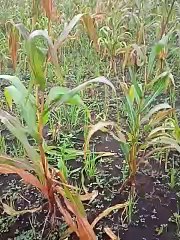 Panen Jagung di Desa Waisara
