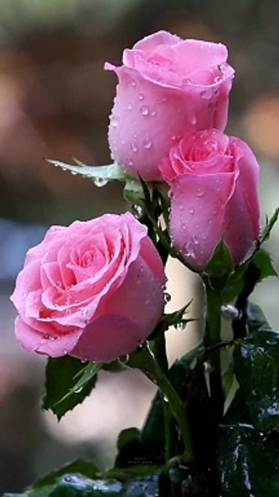 Nature flower