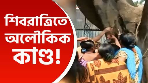 অলৌকিক কাণ্ড! গায়ে কাঁটা দেবে, শিবরাত্রিতে বটগাছ থেকে শিবলিঙ্গে পড়ছে জল! ভাইরাল ভিডিও